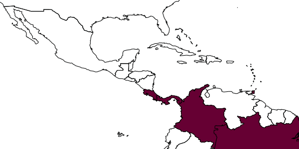 map of Messatoporus euryoikos     Santos, in Santos & Aguiar, 2013